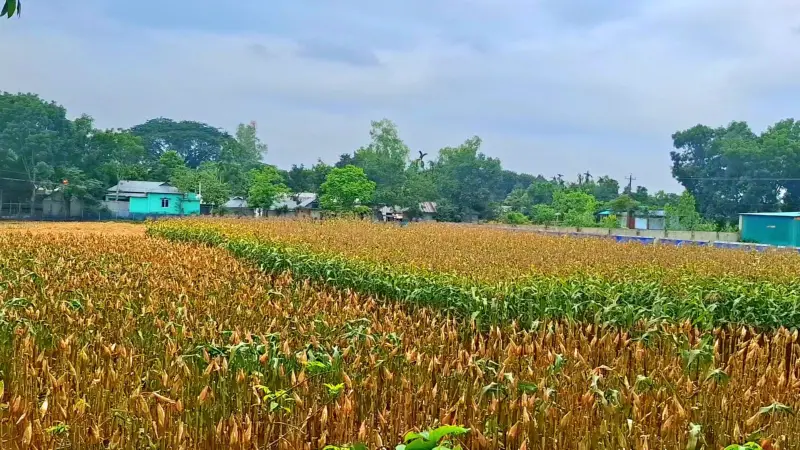 ধানের চেয়ে ‘ভুট্টা’ চাষে বেশি লাভবান ময়মনসিংহের কৃষকরা ধানের চেয়ে ‘ভুট্টা’ চাষে বেশি লাভবান ময়মনসিংহের কৃষকরা