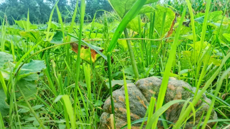 ঠাকুরগাঁওয়ে মিষ্টি কুমড়ার বাম্পার ফলন, খুশি কৃষকেরা