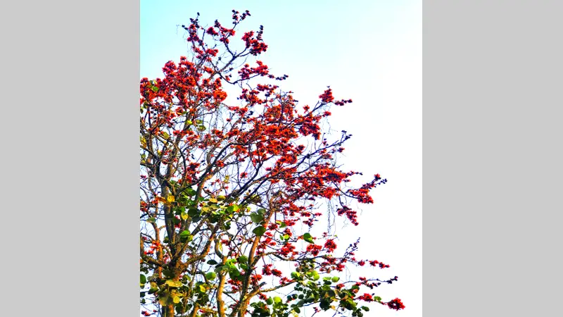 গণ বিশ্ববিদ্যালয় পলাশ ফুলের গল্প গণ বিশ্ববিদ্যালয় পলাশ ফুলের গল্প