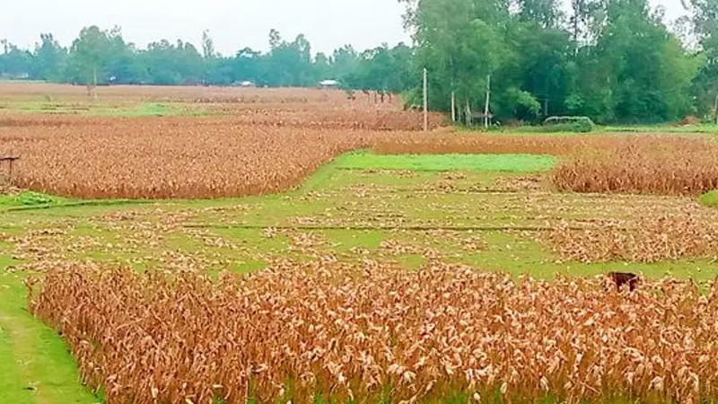 গাইবান্ধায় বৃষ্টিতে ভূট্টাক্ষেতে পানি, বিপাকে চরাঞ্চলের চাষিরা গাইবান্ধায় বৃষ্টিতে ভূট্টাক্ষেতে পানি, বিপাকে চরাঞ্চলের চাষিরা