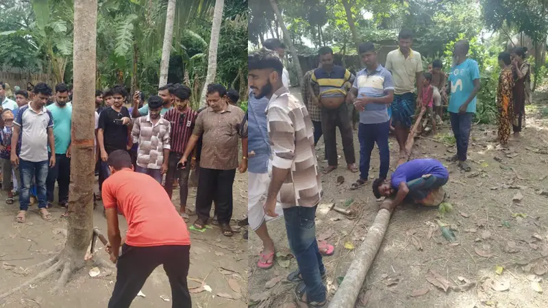 নারী কণ্ঠের আলোচিত সেই গাছটি কেটে ফেলল নারী কণ্ঠের আলোচিত সেই গাছটি কেটে ফেলল
