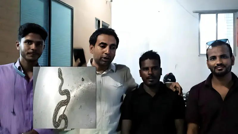 জীবিত রাসেলস ভাইপার নিয়ে প্রেসক্লাবে কৃষক জীবিত রাসেলস ভাইপার নিয়ে প্রেসক্লাবে কৃষক