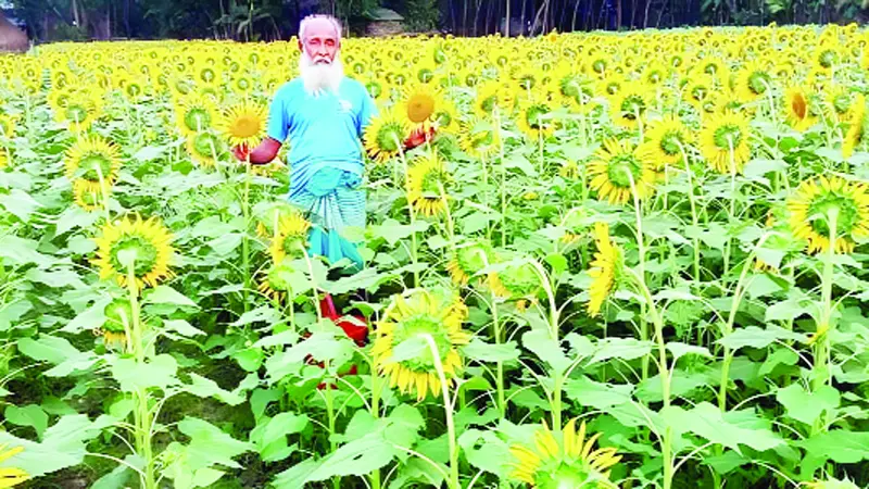 সূর্যমুখী চাষে নতুন সম্ভাবনা সূর্যমুখী চাষে নতুন সম্ভাবনা