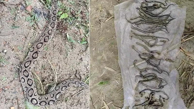 রাসেলস ভাইপার মারার পর পেট ফেঁটে বের হলো ২৯টি বাচ্চা রাসেলস ভাইপার মারার পর পেট ফেঁটে বের হলো ২৯টি বাচ্চা