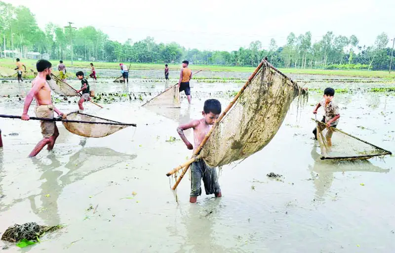 গ্রামে গ্রামে হ্যাঙ্গা জাল দিয়ে মাছ ধরার ধুম