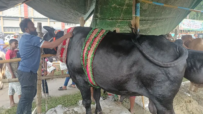 মতলবে কোরবানির হাটে চমক ‘কালো পাহাড়’! বিশাল ষাঁড় দেখতে হুমড়ি খেয়ে পড়ছে লোকজন