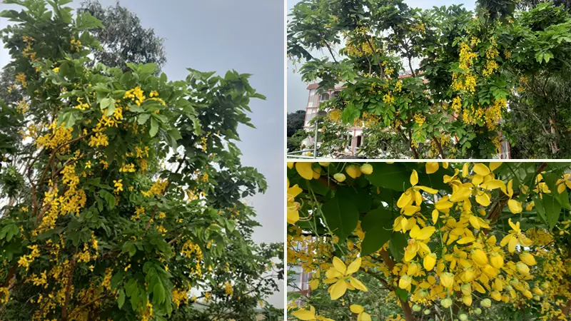 স্মৃতির গাছ সোনালু আজ বিলুপ্তির দ্বারপ্রান্তে স্মৃতির গাছ সোনালু আজ বিলুপ্তির দ্বারপ্রান্তে