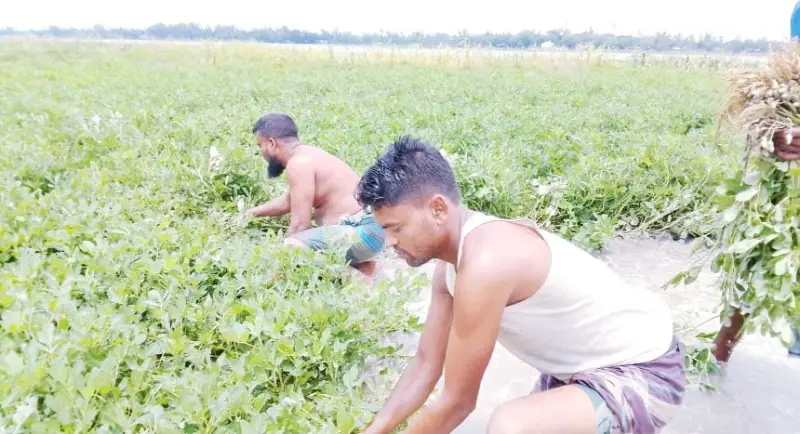 রাজারহাটে তিস্তার পানি বেড়ে তলিয়ে গেছে রবিশস্য রাজারহাটে তিস্তার পানি বেড়ে তলিয়ে গেছে রবিশস্য