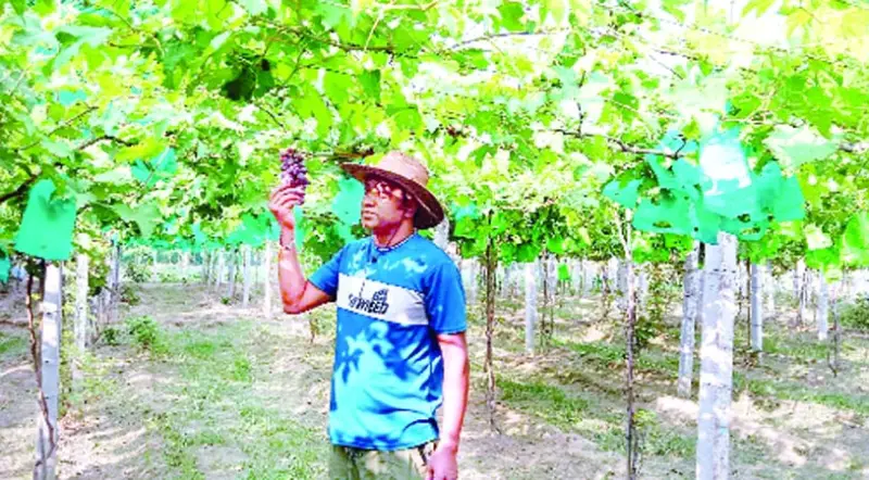 চৌগাছায় লাল আঙুর চাষে রঙিন স্বপ্ন বুনছেন এপিল চৌগাছায় লাল আঙুর চাষে রঙিন স্বপ্ন বুনছেন এপিল