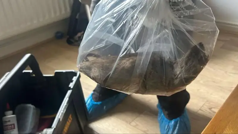 বাড়ির ভেতর পাওয়া গেল বিড়ালের সাইজের ইঁদুর!