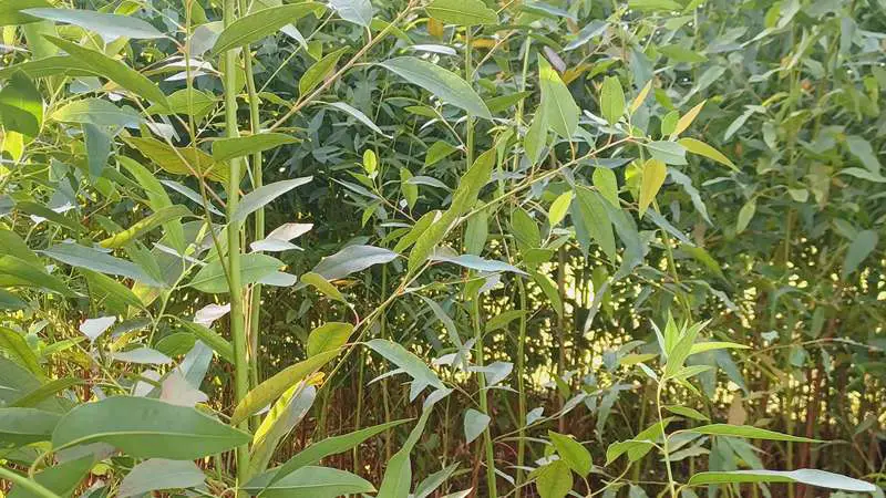 ঠাকুরগাঁওয়ের বালিয়াডাঙ্গীতে নিষিদ্ধ ইউক্যালিপটাস ও আকাশমণির চারা তৈরি ও বিক্রি চলছে অবাধে ঠাকুরগাঁওয়ের বালিয়াডাঙ্গীতে নিষিদ্ধ ইউক্যালিপটাস ও আকাশমণির চারা তৈরি ও বিক্রি চলছে অবাধে
