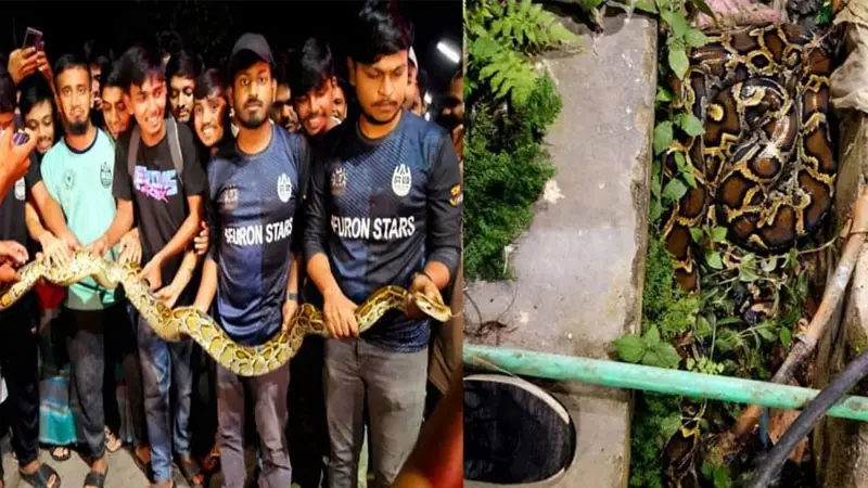 ৯ ফুট লম্বা বার্মিজ পাইথন উদ্ধার ৯ ফুট লম্বা বার্মিজ পাইথন উদ্ধার