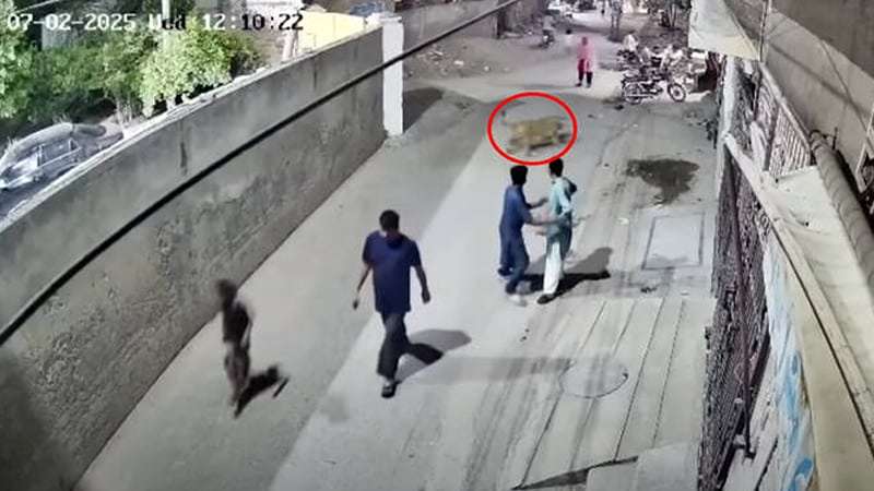 প্রাচীর টপকে ভরা রাস্তায় সিংহ, অতপর... প্রাচীর টপকে ভরা রাস্তায় সিংহ, অতপর...