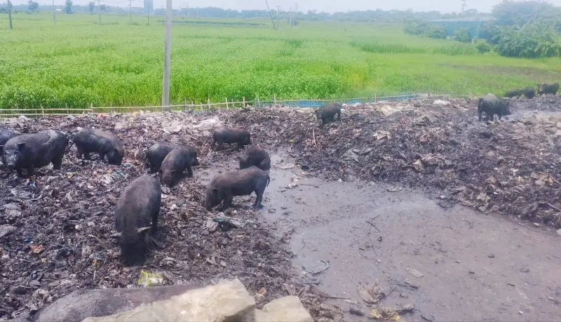 ফ্লাইওভারের পাশেই ময়লার ভাগাড়, দুর্গন্ধে অতিষ্ঠ স্থানীয়রা ফ্লাইওভারের পাশেই ময়লার ভাগাড়, দুর্গন্ধে অতিষ্ঠ স্থানীয়রা