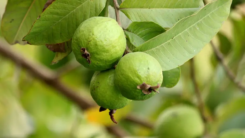 পেয়ারার প্রলোভন দেখিয়ে দুই বোনকে যৌন নির্যাতন পেয়ারার প্রলোভন দেখিয়ে দুই বোনকে যৌন নির্যাতন