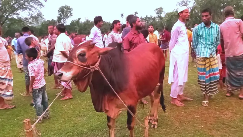 জমে উঠেছে কোরবানির পশুর হাট, প্রয়োজন নজরদারি জমে উঠেছে কোরবানির পশুর হাট, প্রয়োজন নজরদারি