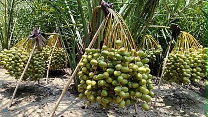 সৌদি খেজুরে স্বপ্ন বুনছেন শোকর আলী, সাতক্ষীরার মাটিতে মিলছে মরু ফলের স্বাদ সৌদি খেজুরে স্বপ্ন বুনছেন শোকর আলী, সাতক্ষীরার মাটিতে মিলছে মরু ফলের স্বাদ