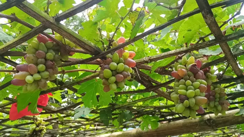 পরীক্ষামূলকভাবে রাশিয়ান আঙ্গুর চাষ করে সফল হয়েছেন পাংশার জিল্লুর রহমান পরীক্ষামূলকভাবে রাশিয়ান আঙ্গুর চাষ করে সফল হয়েছেন পাংশার জিল্লুর রহমান