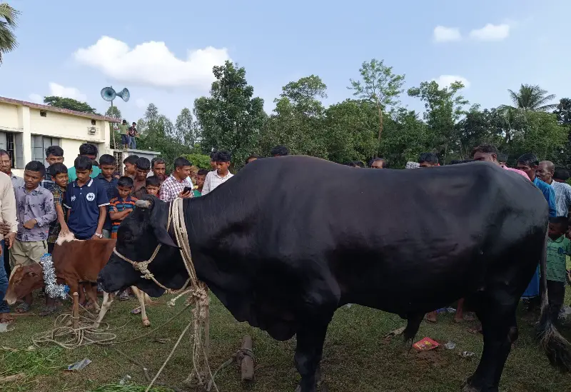 ‘কালো পাহাড়’ কিনলেই এক গুট্টি ফ্রি! মিরসরাইয়ের কোরবানির হাটে নজরকাড়া চমক