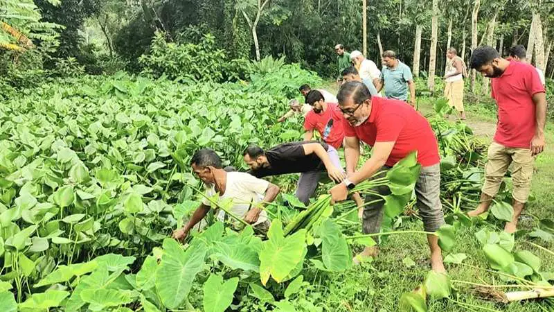 বাউফলে বিএনপি নেতার উদ্যোগে খালের কচুরিপানা পরিস্কার বাউফলে বিএনপি নেতার উদ্যোগে খালের কচুরিপানা পরিস্কার