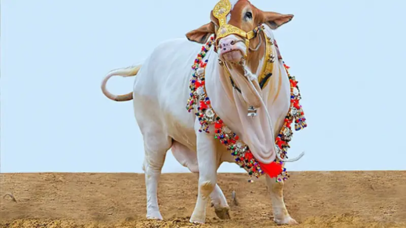 একটি ভুল করলেই কবুল হবে না কোরবানি একটি ভুল করলেই কবুল হবে না কোরবানি