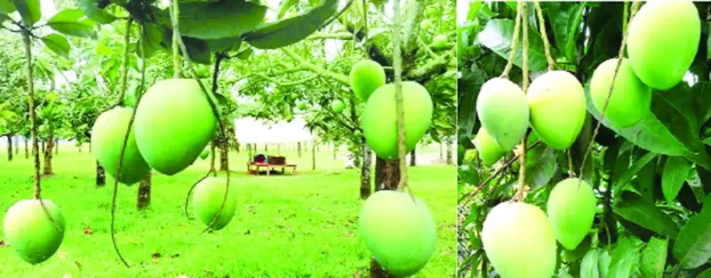 ২০০ কোটি টাকা বাণিজ্যের আশা বাজারজাতের অপেক্ষায় দিন গুনছে বিক্রেতারা ২০০ কোটি টাকা বাণিজ্যের আশা বাজারজাতের অপেক্ষায় দিন গুনছে বিক্রেতারা