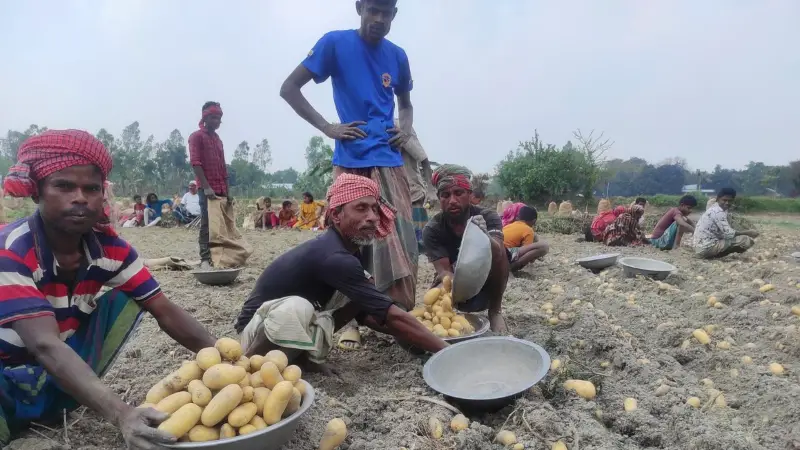 দ্বিগুণ ক্ষতির মুখে কৃষক: আলুর দাম ১১ টাকা, খরচ ২২ দ্বিগুণ ক্ষতির মুখে কৃষক: আলুর দাম ১১ টাকা, খরচ ২২