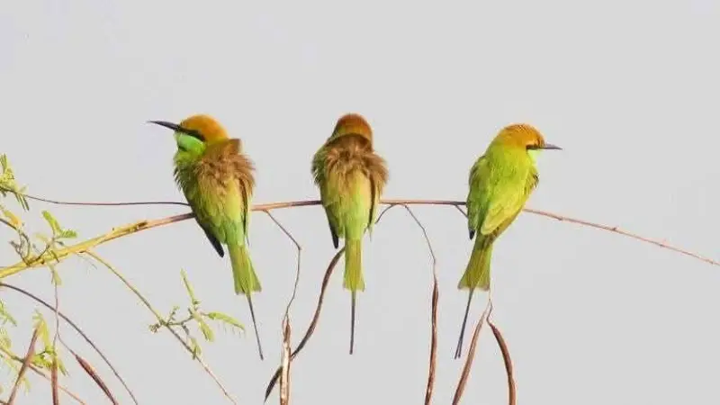 সবুজ বাঁশপাতি পাখির অভয়ারণ্য এখন চেংপুকুর সবুজ বাঁশপাতি পাখির অভয়ারণ্য এখন চেংপুকুর
