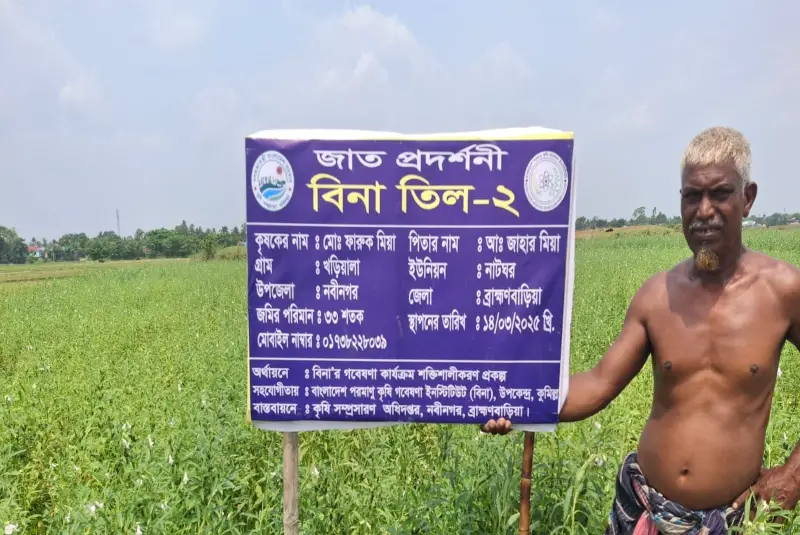 নবীনগরে বিপ্লব ঘটাচ্ছে ‘বিনাতিল-২’, তেলের ঘাটতি পূরণে কৃষকের নতুন আশার নবীনগরে বিপ্লব ঘটাচ্ছে ‘বিনাতিল-২’, তেলের ঘাটতি পূরণে কৃষকের নতুন আশার