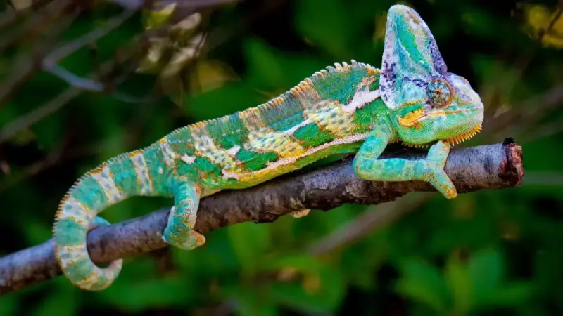 ক্যামেলিয়নরা কীভাবে রঙ পরিবর্তন করে?