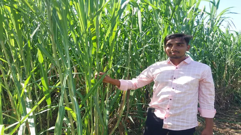 সাটুরিয়ায় ঘাস চাষে সাফল্য, বছরে ৪০ লাখ টাকা আয় করছেন কলেজ ছাত্র সাটুরিয়ায় ঘাস চাষে সাফল্য, বছরে ৪০ লাখ টাকা আয় করছেন কলেজ ছাত্র