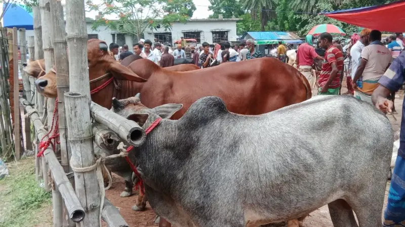 নাটোরে কোরবানির জন্য প্রস্তুত ৫ লক্ষ পশু নাটোরে কোরবানির জন্য প্রস্তুত ৫ লক্ষ পশু