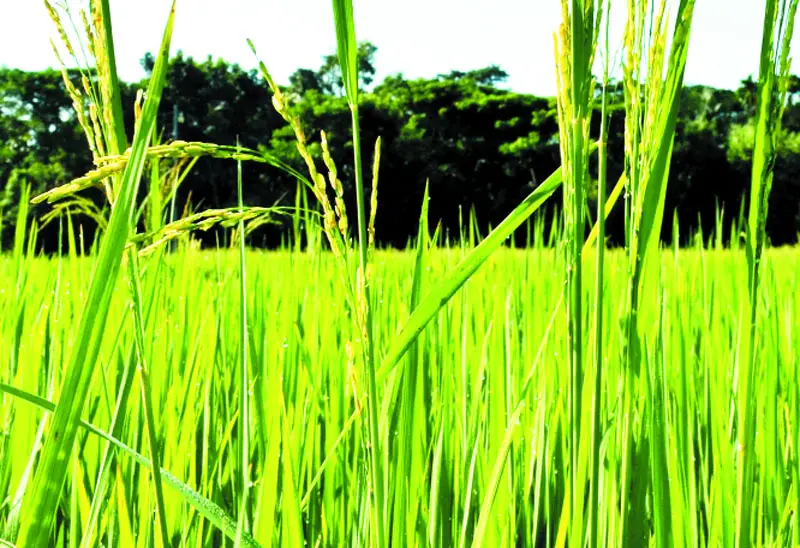 মরা কার্তিক অপবাদ ঘুচে গেছে অনেক ফসলে মরা কার্তিক অপবাদ ঘুচে গেছে অনেক ফসলে