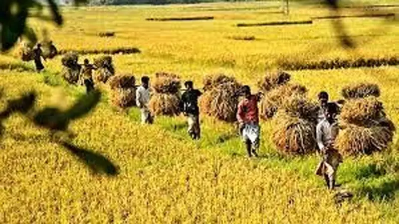 দেশের খাদ্য নিরাপত্তায় কৃষক দেশের খাদ্য নিরাপত্তায় কৃষক