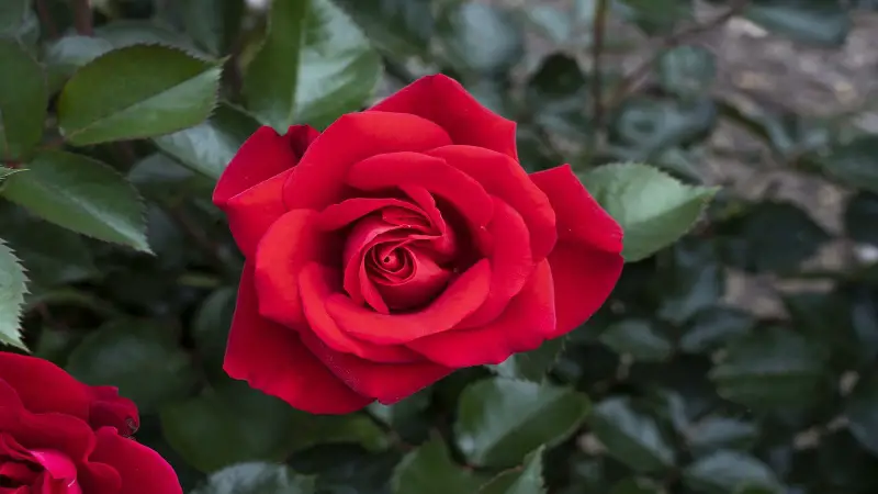 তখন বুঝিনি গোলাপও কাঁদাতে পারে তখন বুঝিনি গোলাপও কাঁদাতে পারে