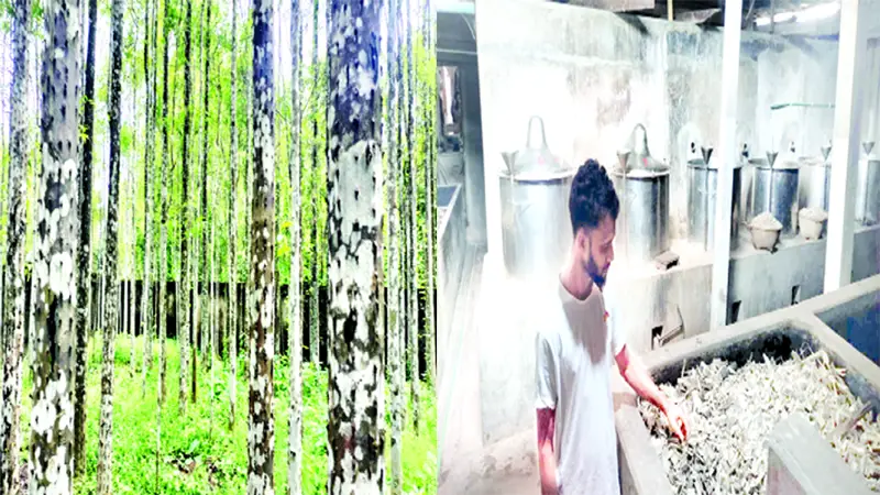 আগর ও আতর আগর ও আতর
