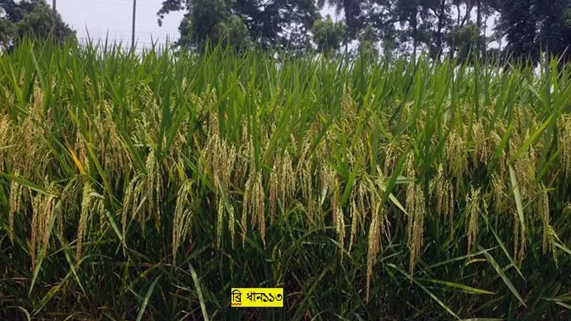 লবণাক্ততা সহনশীল ও ব্লাস্ট রোগ প্রতিরোধীসহ আরও তিনটি জাত উদ্ভাবন করলো ব্রি লবণাক্ততা সহনশীল ও ব্লাস্ট রোগ প্রতিরোধীসহ আরও তিনটি জাত উদ্ভাবন করলো ব্রি