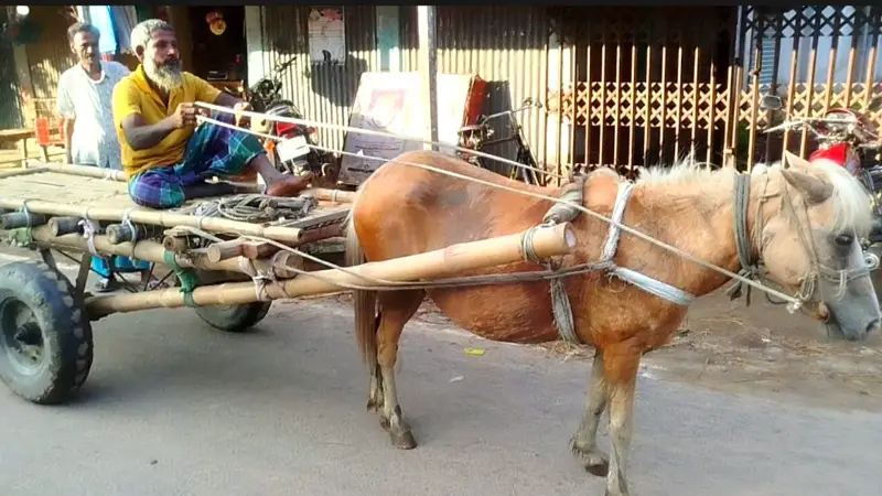 গ্রামীণ ঐতিহ্যের ধারক ঘোড়ার গাড়িতে মতিয়া মিয়ার সংসার!