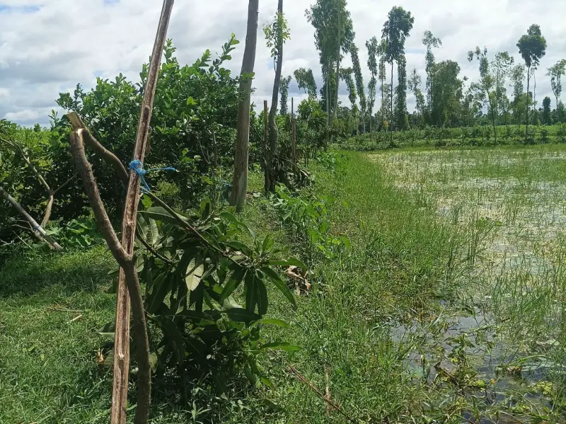 রাজারহাটে রাতের আঁধারে তিন শতাধিক ফলজ গাছ কর্তন! রাজারহাটে রাতের আঁধারে তিন শতাধিক ফলজ গাছ কর্তন!