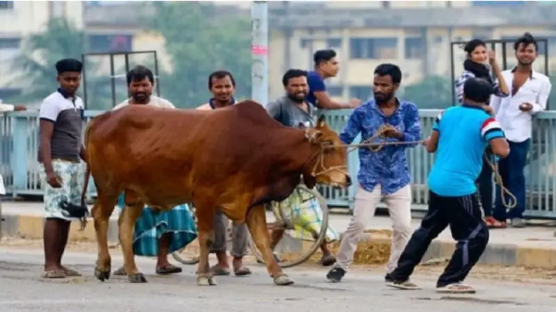 কোন পশু দিয়ে কোরবানি করা যাবে না? জেনে নিন শরিয়তের বিধান কোন পশু দিয়ে কোরবানি করা যাবে না? জেনে নিন শরিয়তের বিধান