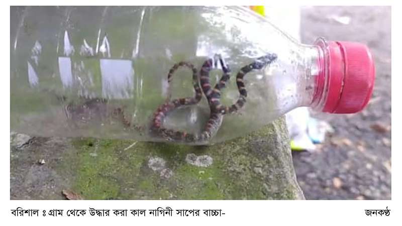 কাল নাগিনী সাপের বাচ্চা উদ্ধার কাল নাগিনী সাপের বাচ্চা উদ্ধার