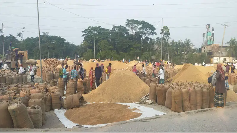 বাউফলে আমন ধানের বাজার চাঙা, কৃষকরা খুশি বাউফলে আমন ধানের বাজার চাঙা, কৃষকরা খুশি