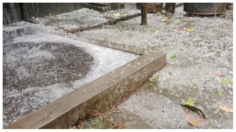 কালিয়াকৈরে শিলাবৃষ্টিতে ফসলের ব্যাপক ক্ষতি কালিয়াকৈরে শিলাবৃষ্টিতে ফসলের ব্যাপক ক্ষতি