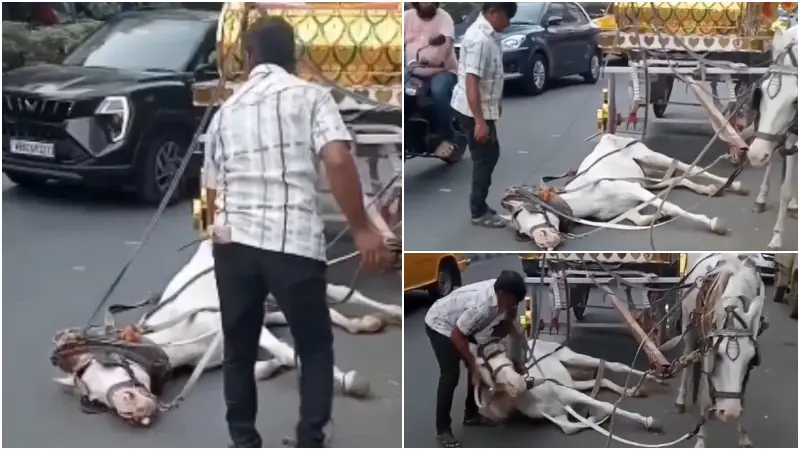 রাস্তায় লুটিয়ে পড়লো ঘোড়া, ভিডিও ঘিরে সমালোচনার ঝড় রাস্তায় লুটিয়ে পড়লো ঘোড়া, ভিডিও ঘিরে সমালোচনার ঝড়