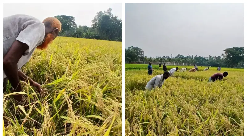 কুড়িগ্রামে বোরো ধানের বাম্পার ফলন, দামে হতাশ কৃষক কুড়িগ্রামে বোরো ধানের বাম্পার ফলন, দামে হতাশ কৃষক