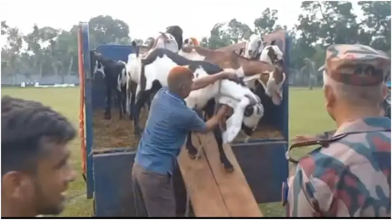 ব্রাহ্মণবাড়িয়ায় আড়াই কোটি টাকার অবৈধ ভারতীয় পশুসহ ১ জন গ্রেফতার ব্রাহ্মণবাড়িয়ায় আড়াই কোটি টাকার অবৈধ ভারতীয় পশুসহ ১ জন গ্রেফতার