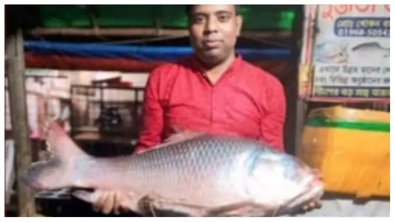 সৌভাগ্য বয়ে আনল মেঘনা নদী, জালে উঠল বিশাল কাতলা সৌভাগ্য বয়ে আনল মেঘনা নদী, জালে উঠল বিশাল কাতলা