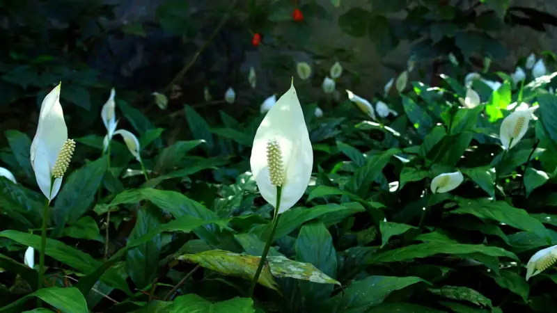 পিস লিলির ফুল ফোটানোর চাবিকাঠি—জানালার পাশে রাখার কৌশল পিস লিলির ফুল ফোটানোর চাবিকাঠি—জানালার পাশে রাখার কৌশল