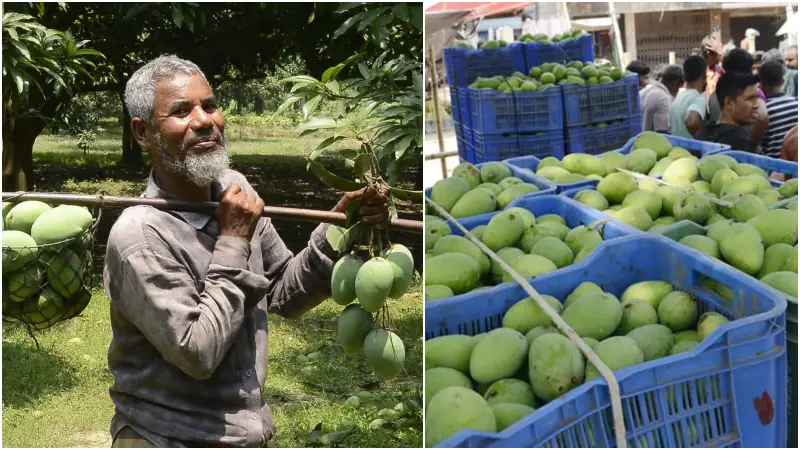 রাজশাহীর বাজারে আজ থেকে মিলবে পাকা আম রাজশাহীর বাজারে আজ থেকে মিলবে পাকা আম