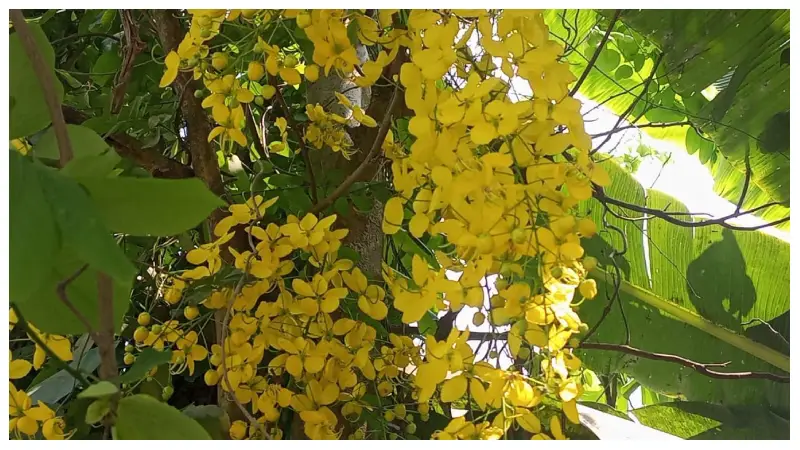 গ্রীষ্মের রুক্ষ প্রকৃতিতে শোভা ছড়াচ্ছে সোনালু ফুল গ্রীষ্মের রুক্ষ প্রকৃতিতে শোভা ছড়াচ্ছে সোনালু ফুল